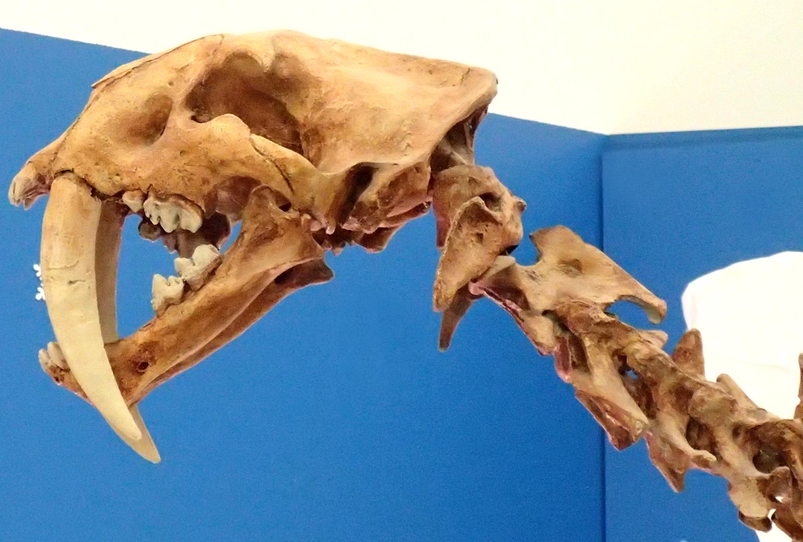 Lokotunjailurus: The Saber-Tooth from the Savannah (image credits: wikimedia)