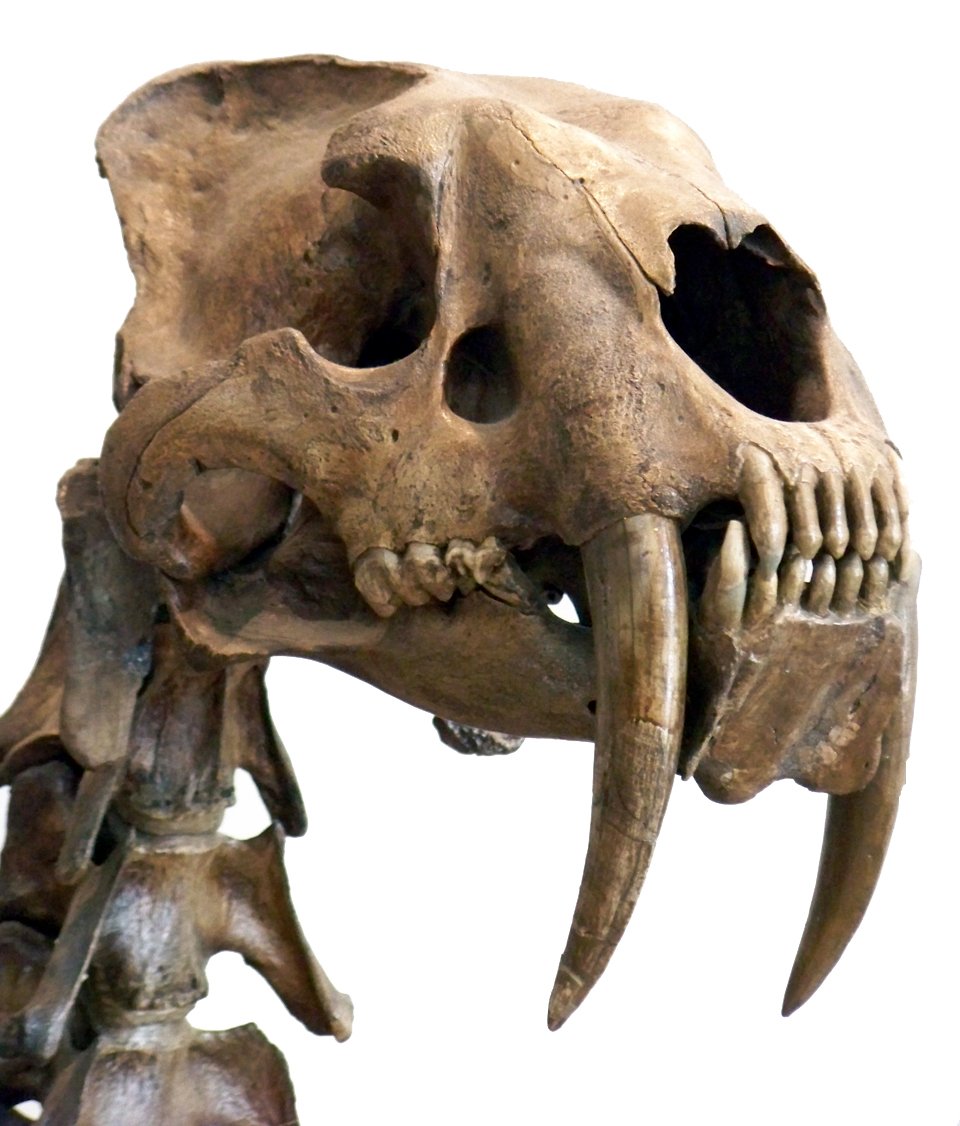 Amphimachairodus: The Asian Giant (image credits: wikimedia)