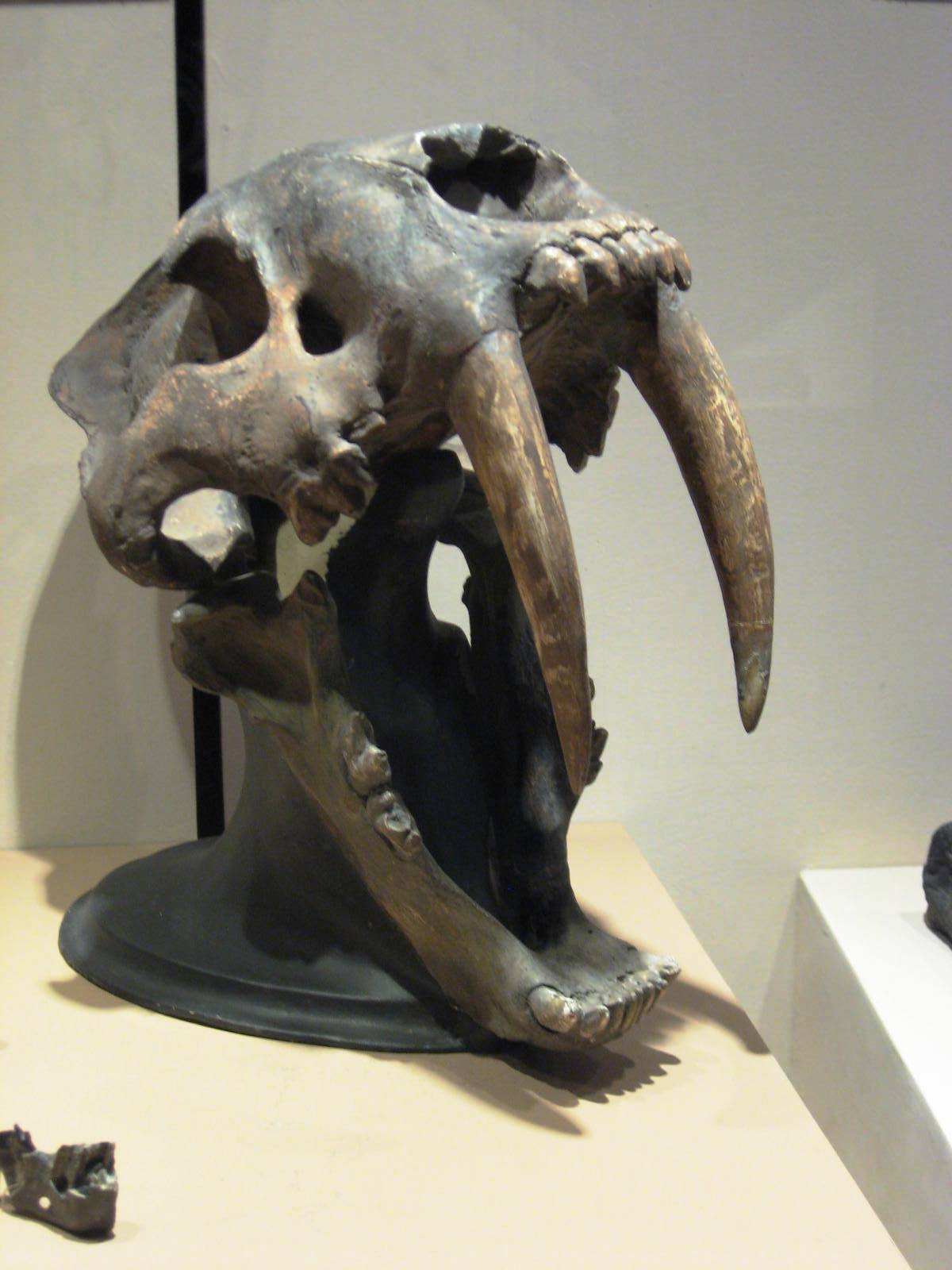 Machairodus giganteus: The Giant Saber-Tooth (image credits: wikimedia)
