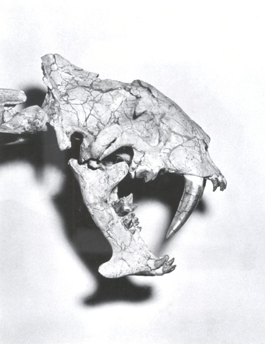Pogonodon: The Saber-Toothed Oddball (image credits: wikimedia)