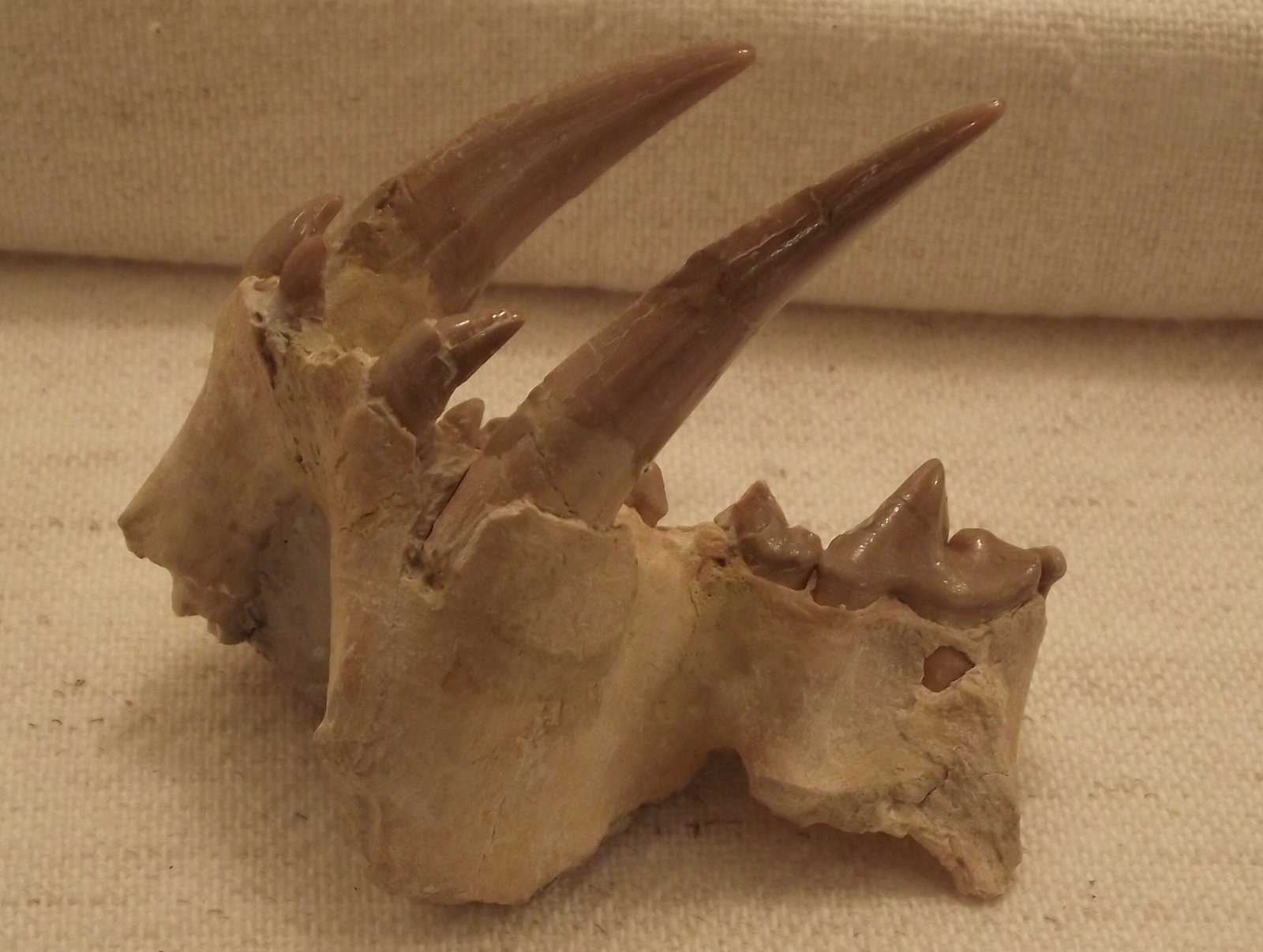 Dinictis: The Proto-Saber-Tooth (image credits: wikimedia)