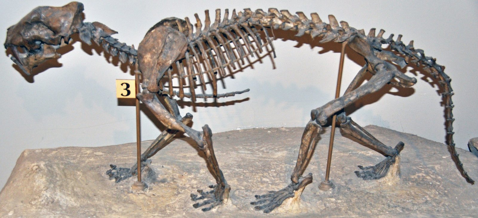 Hoplophoneus: The Early Saber Specialist (image credits: wikimedia)