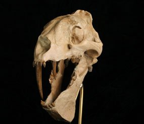 Eusmilus: The Elegant Assassin (image credits: wikimedia)