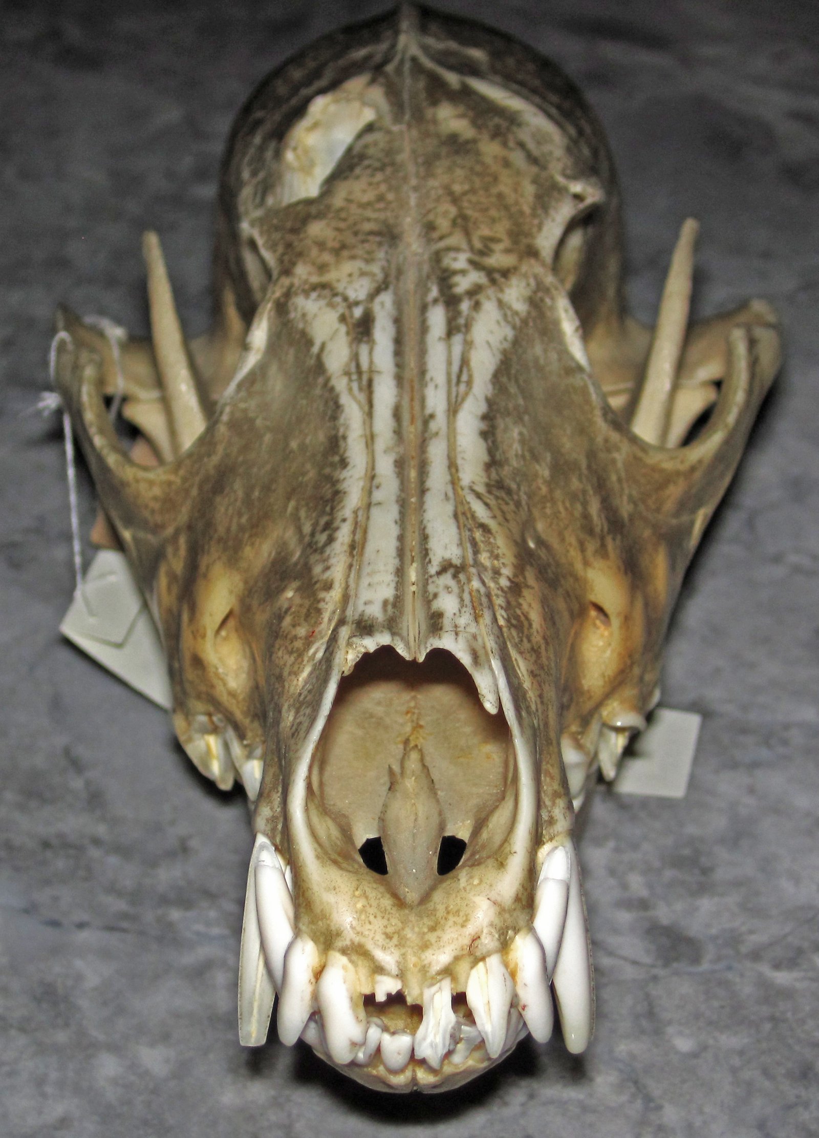 Thylacoleo: The Aussie Saber-Tooth (image credits: wikimedia)