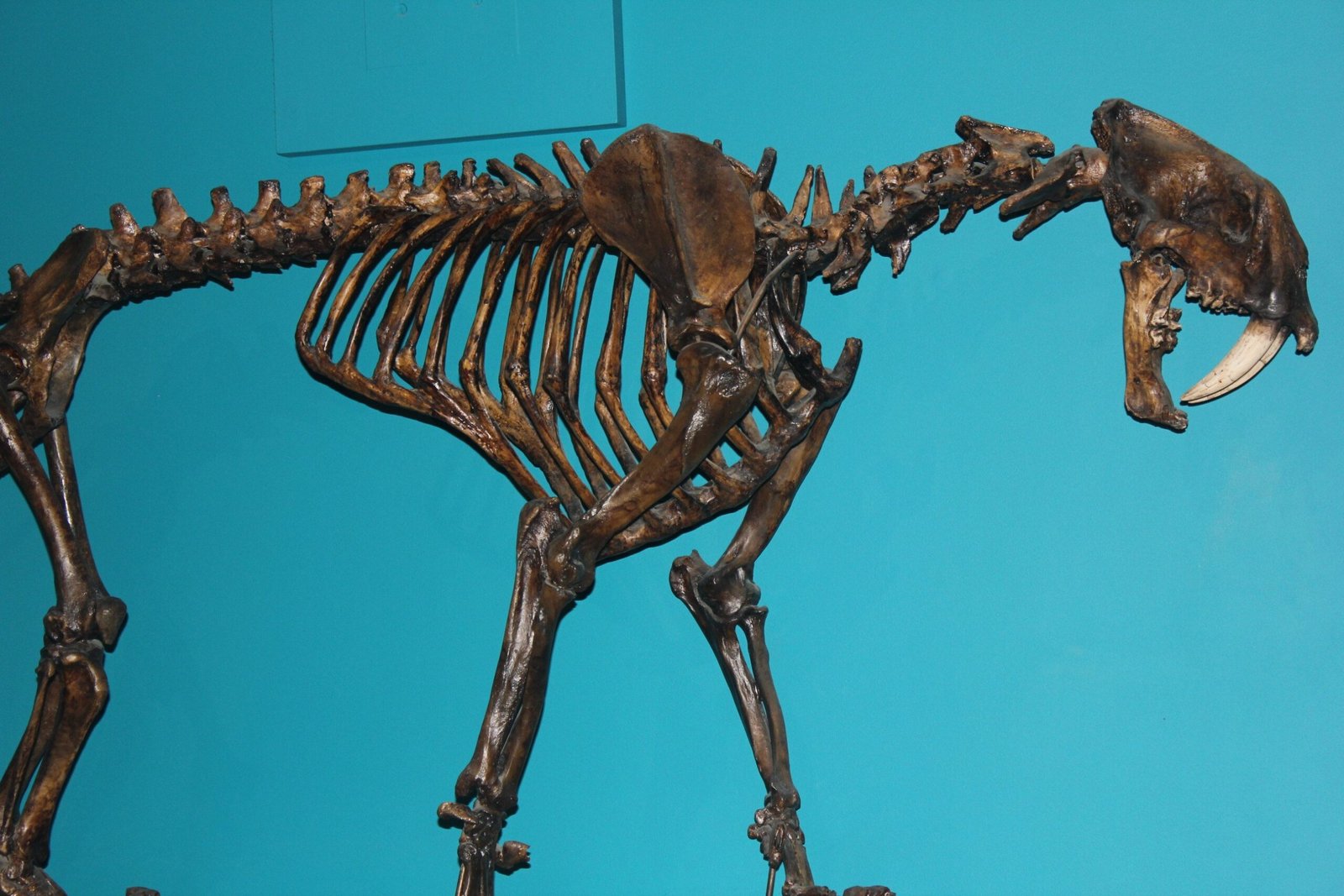 Paramilodon: The Saber-Tooth from the Shadows (image credits: wikimedia)