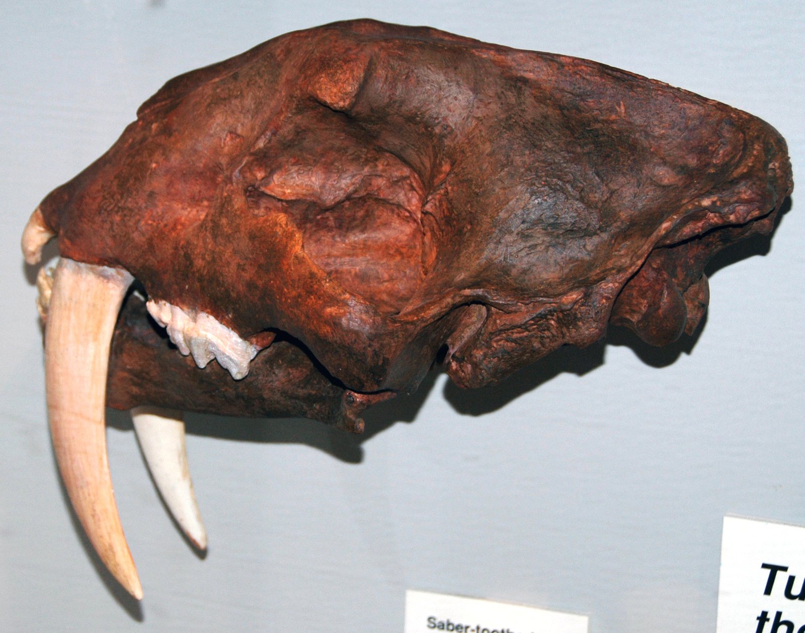 The Saber-Toothed “Riddle” of the Andes (image credits: wikimedia)