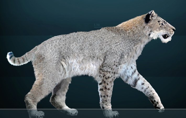 2. Homotherium’s Crooked Smile and Stumpy Tail (image credits: wikimedia)