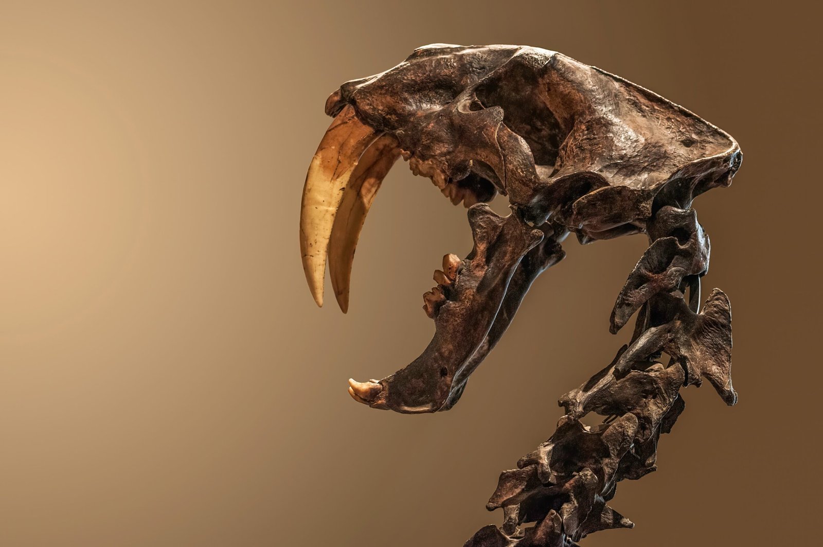 6. Megantereon’s Oddly Curved Saber Teeth (image credits: wikimedia)