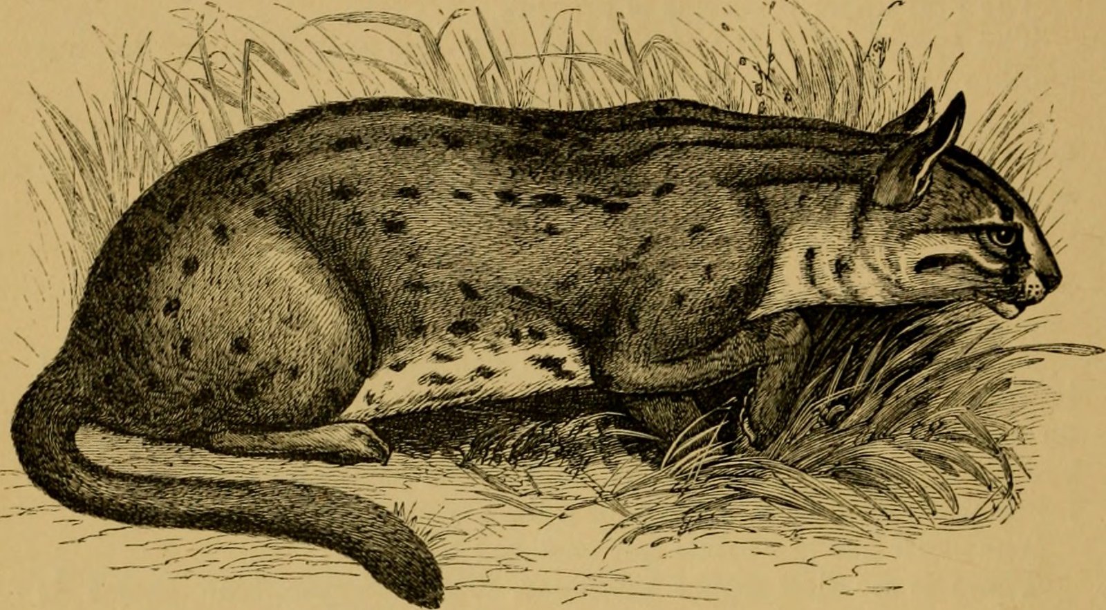 16. Leptofelis: Tiny Cat, Enormous Ears (image credits: wikimedia)