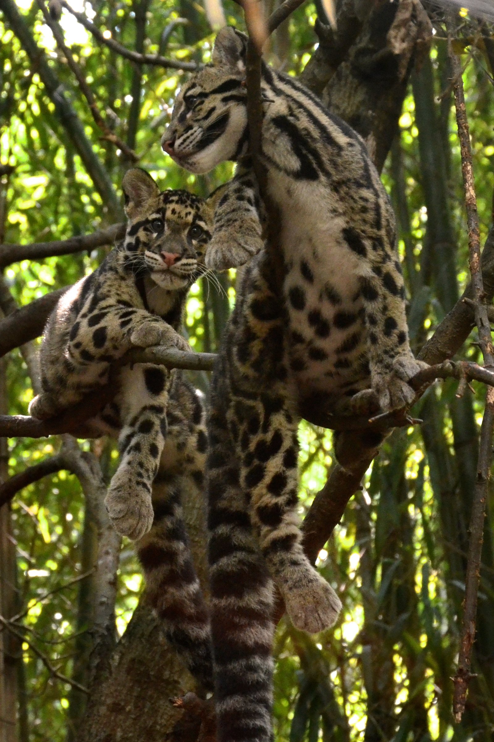 Mothers and Cubs (image credits: wikimedia)