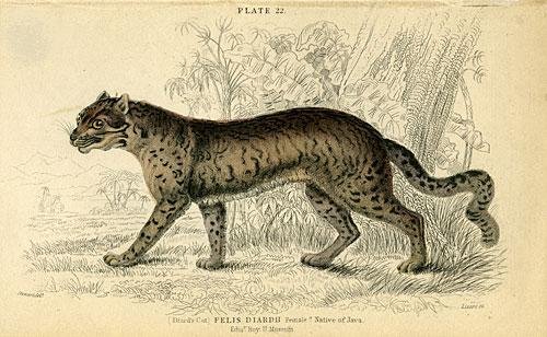 Our Role in Their Story (image credits: wikimedia)