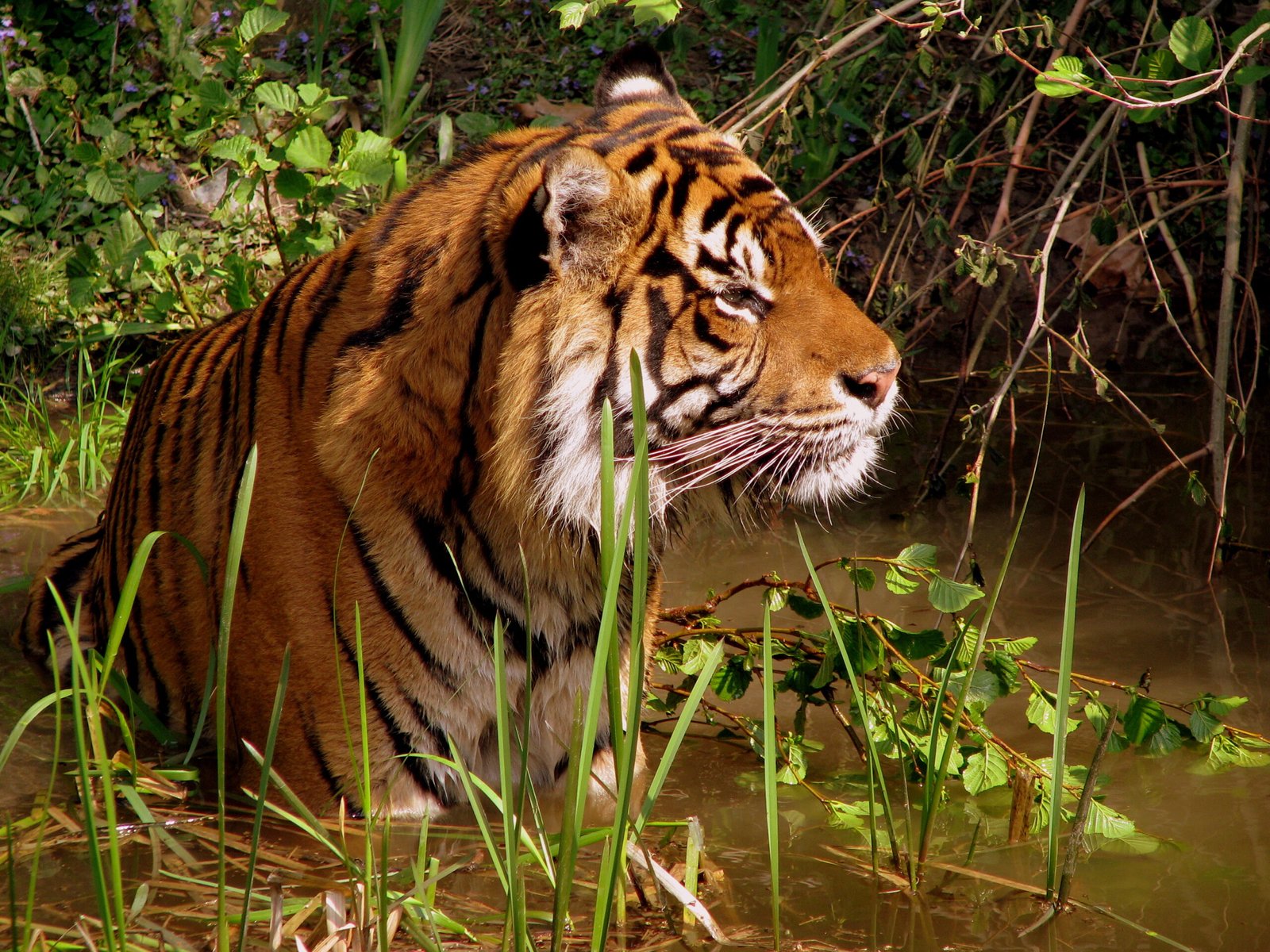 Prey and Predators (image credits: wikimedia)