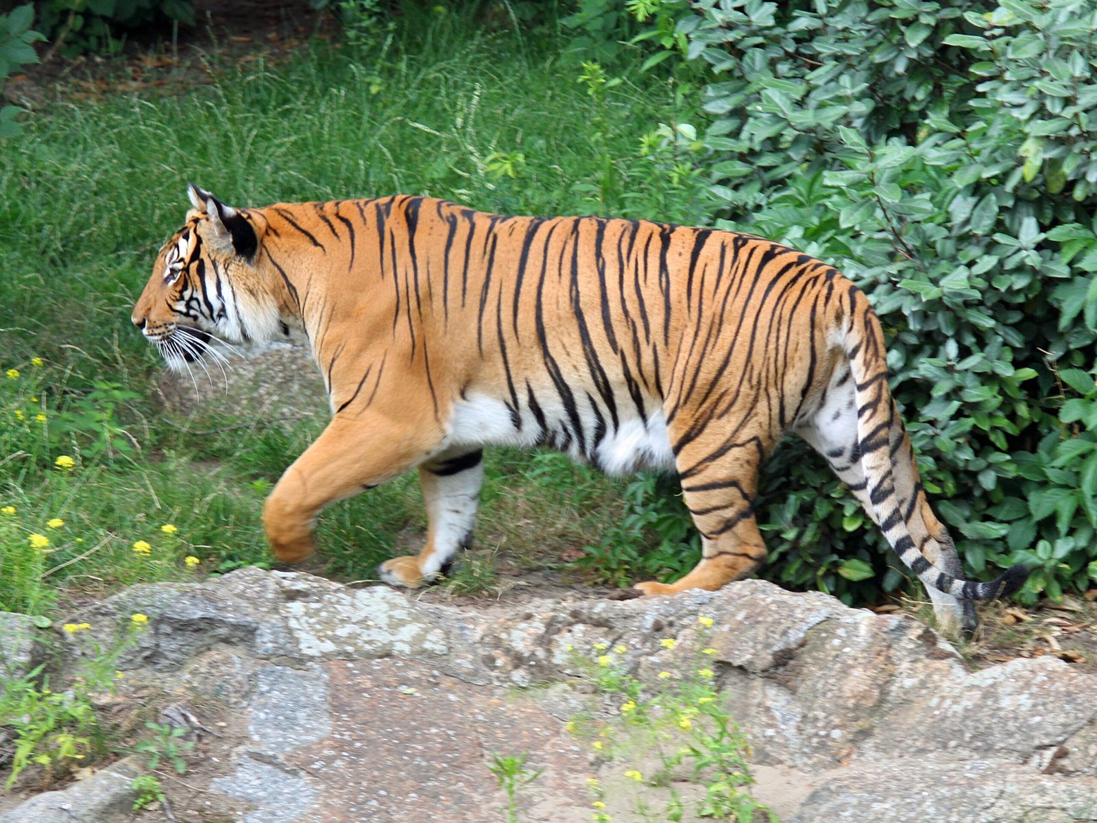 Living on the Edge (image credits: wikimedia)