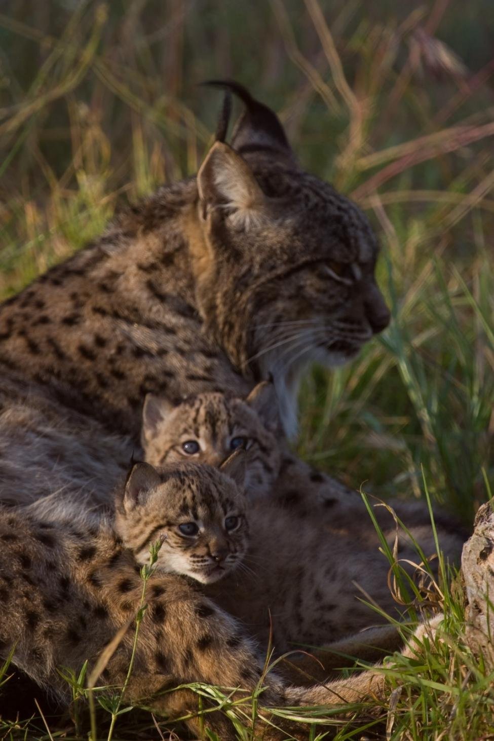 Gentle Mothers, Fierce Defenders (image credits: wikimedia)