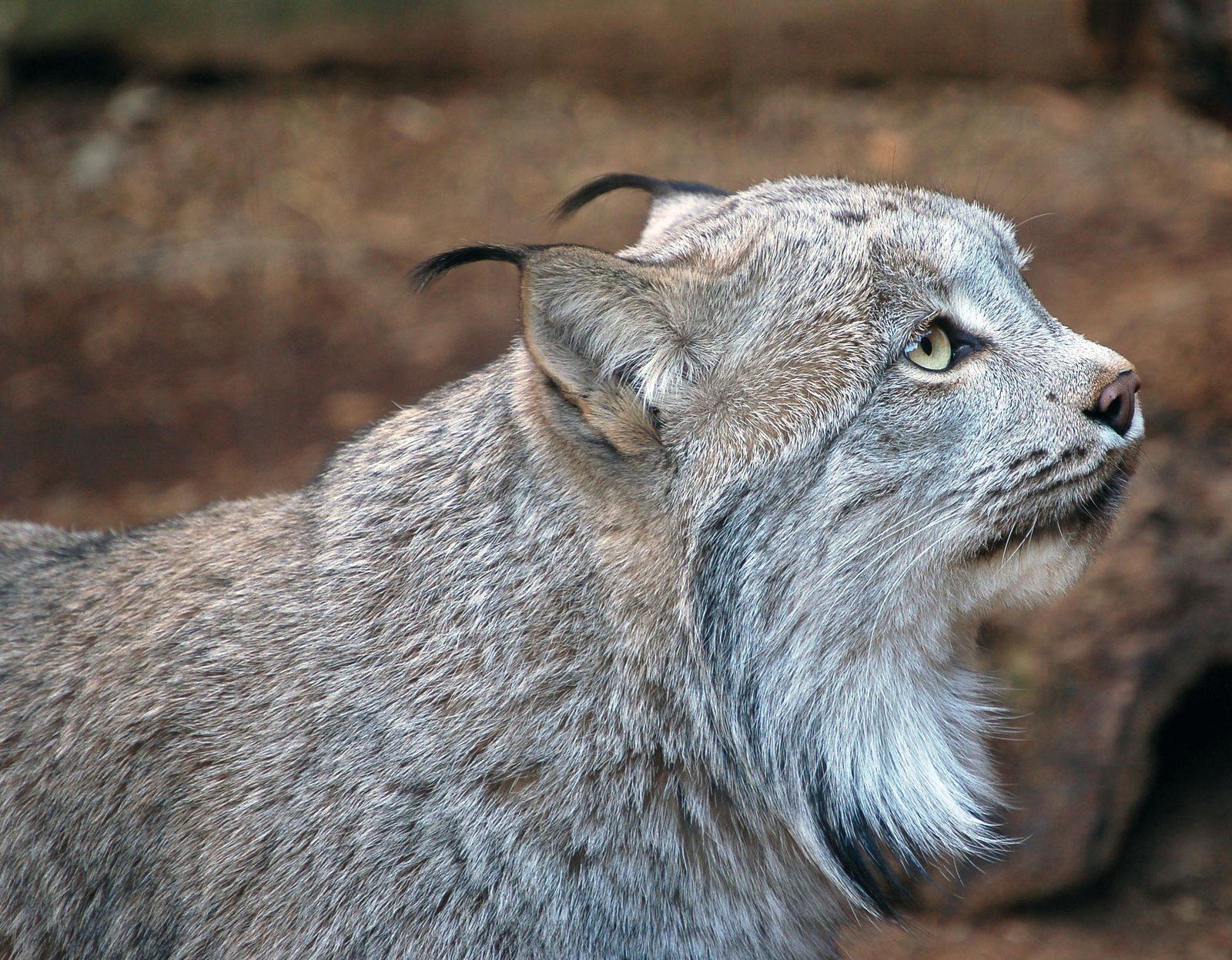The Quiet Art of Stalking (image credits: wikimedia)