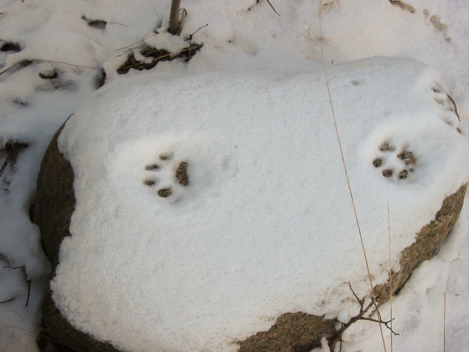 Lynx Tracks in the Snow (image credits: wikimedia)