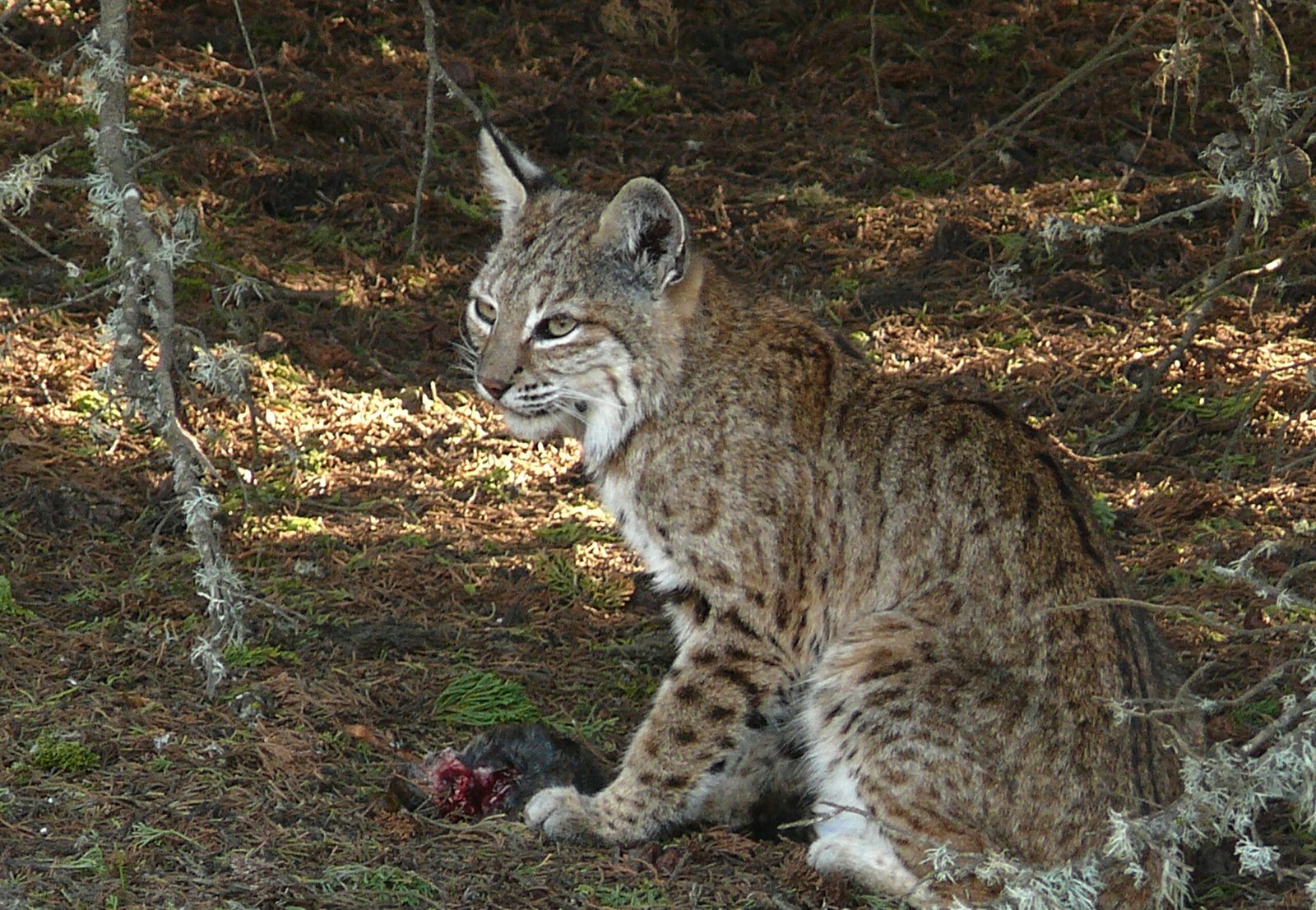 Shy, Not Aggressive (image credits: wikimedia)