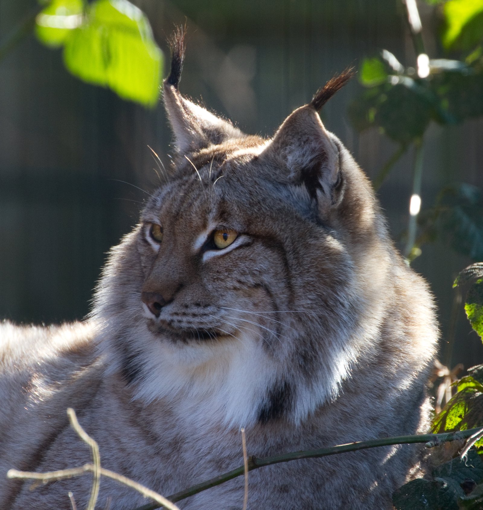 Living on the Edge of Extinction (image credits: wikimedia)
