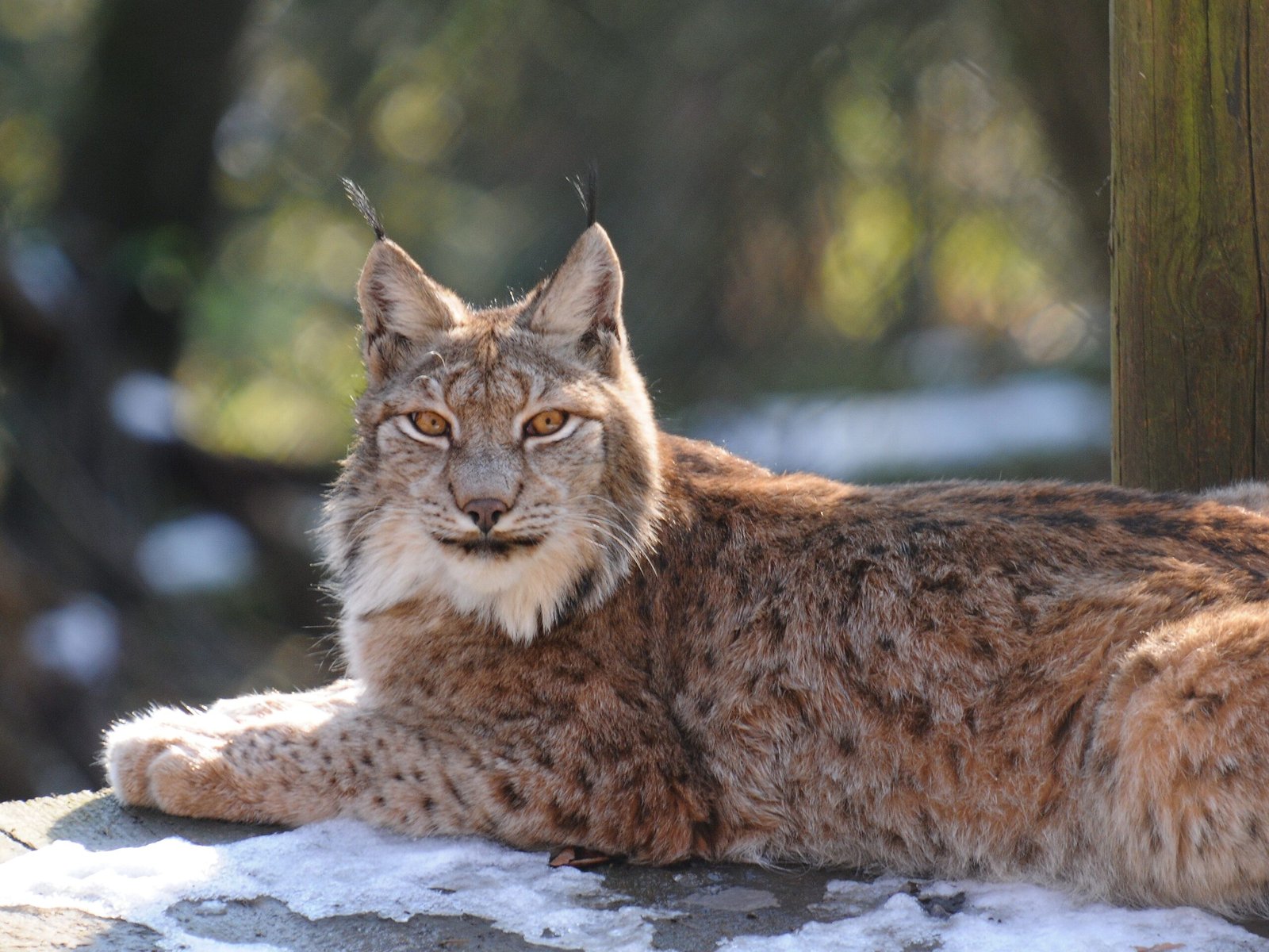 Ecological Role: Nature’s Balancer (image credits: wikimedia)