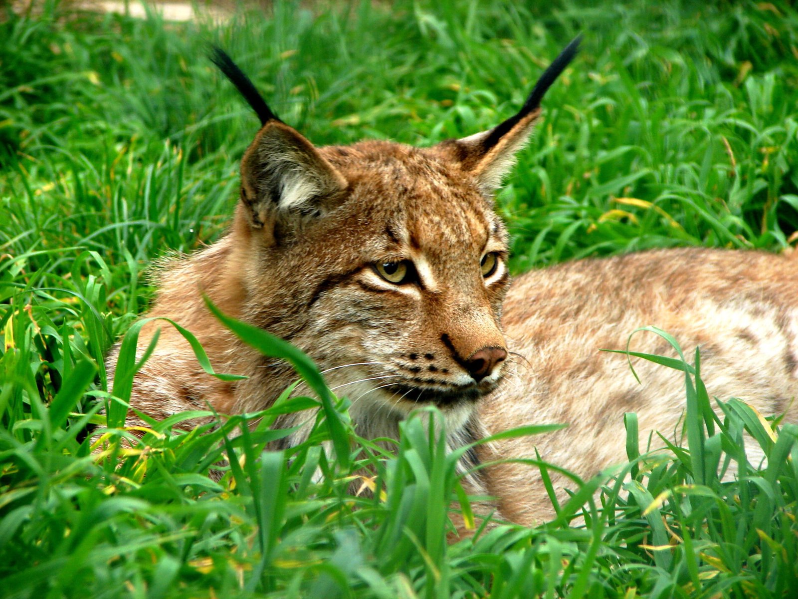 A Cat of Many Names (image credits: wikimedia)