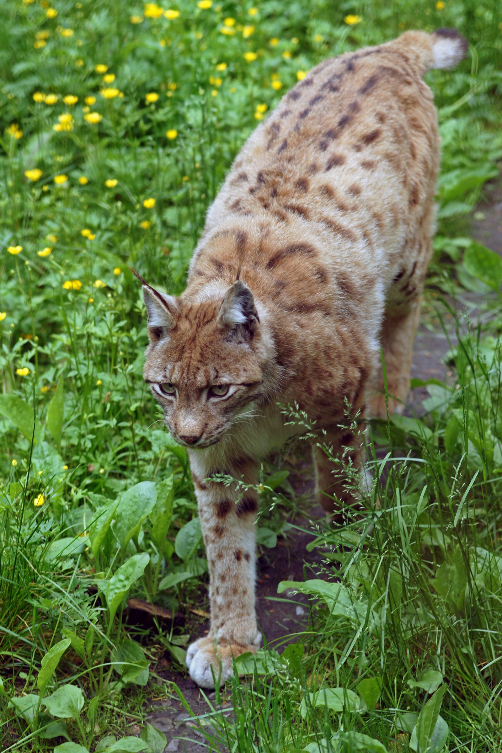 Why the Lynx Is Overlooked (image credits: wikimedia)