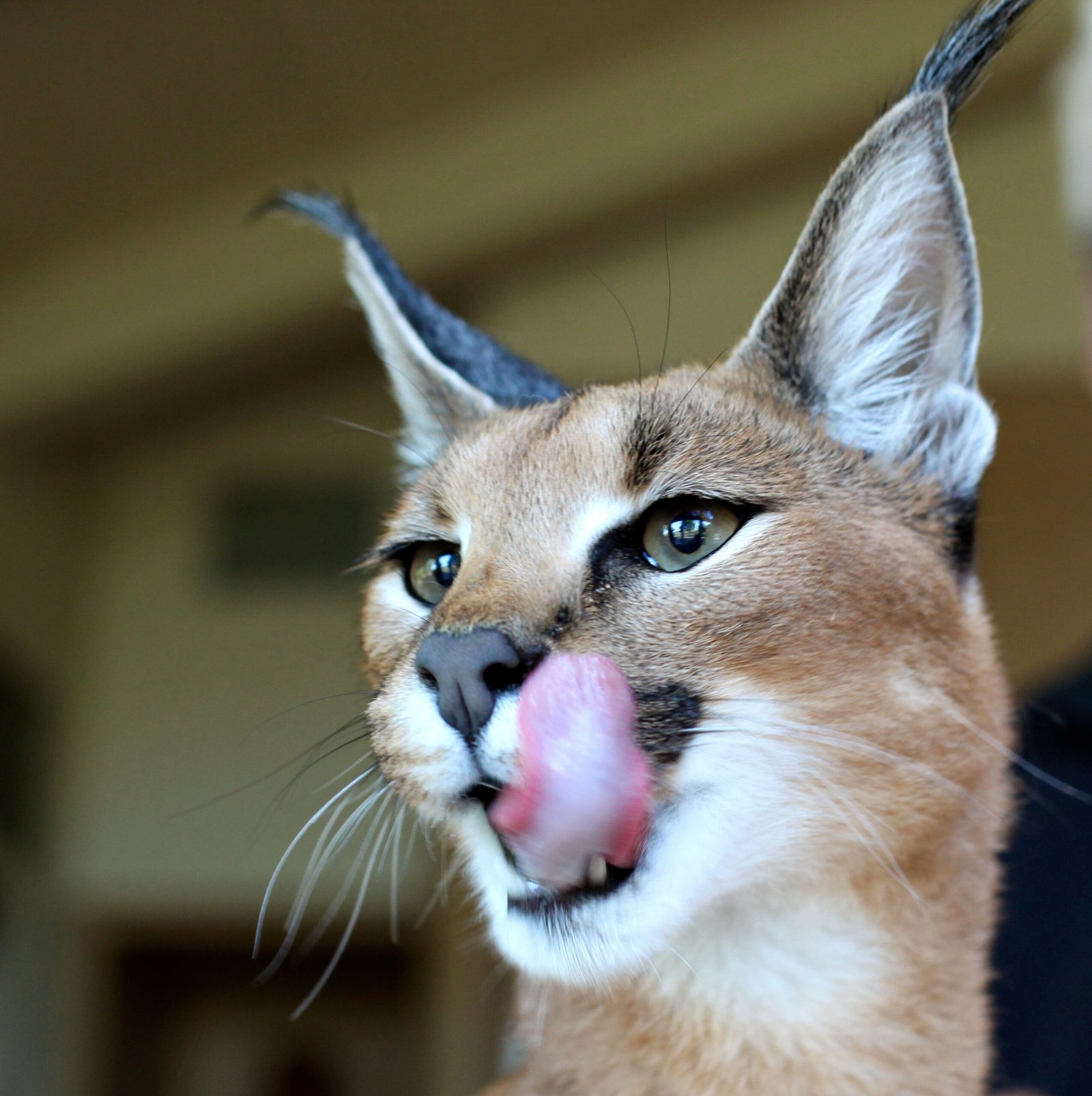 The Silent Stalkers of the Night (image credits: wikimedia)
