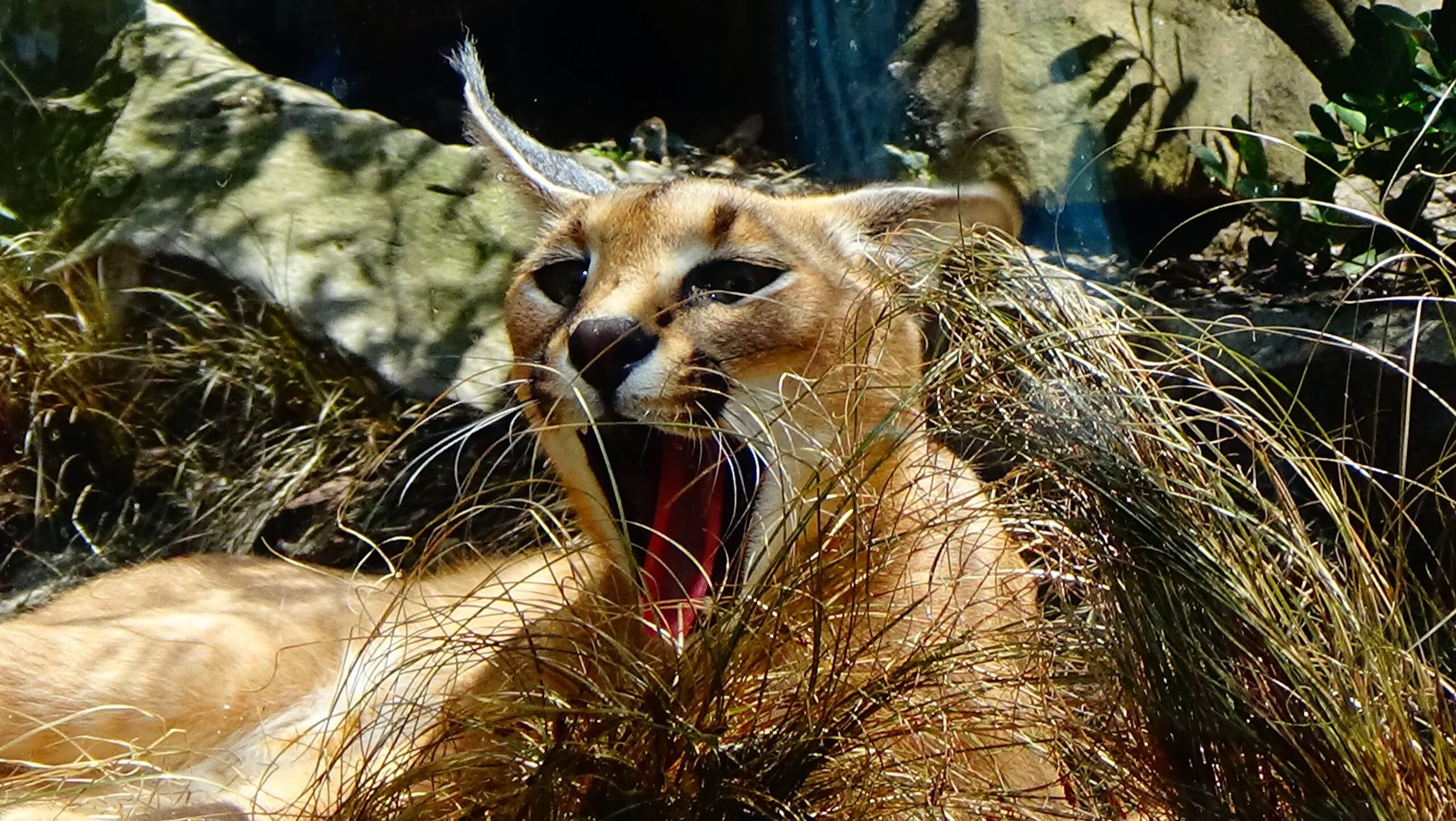 The Art of Camouflage and Concealment (image credits: wikimedia)