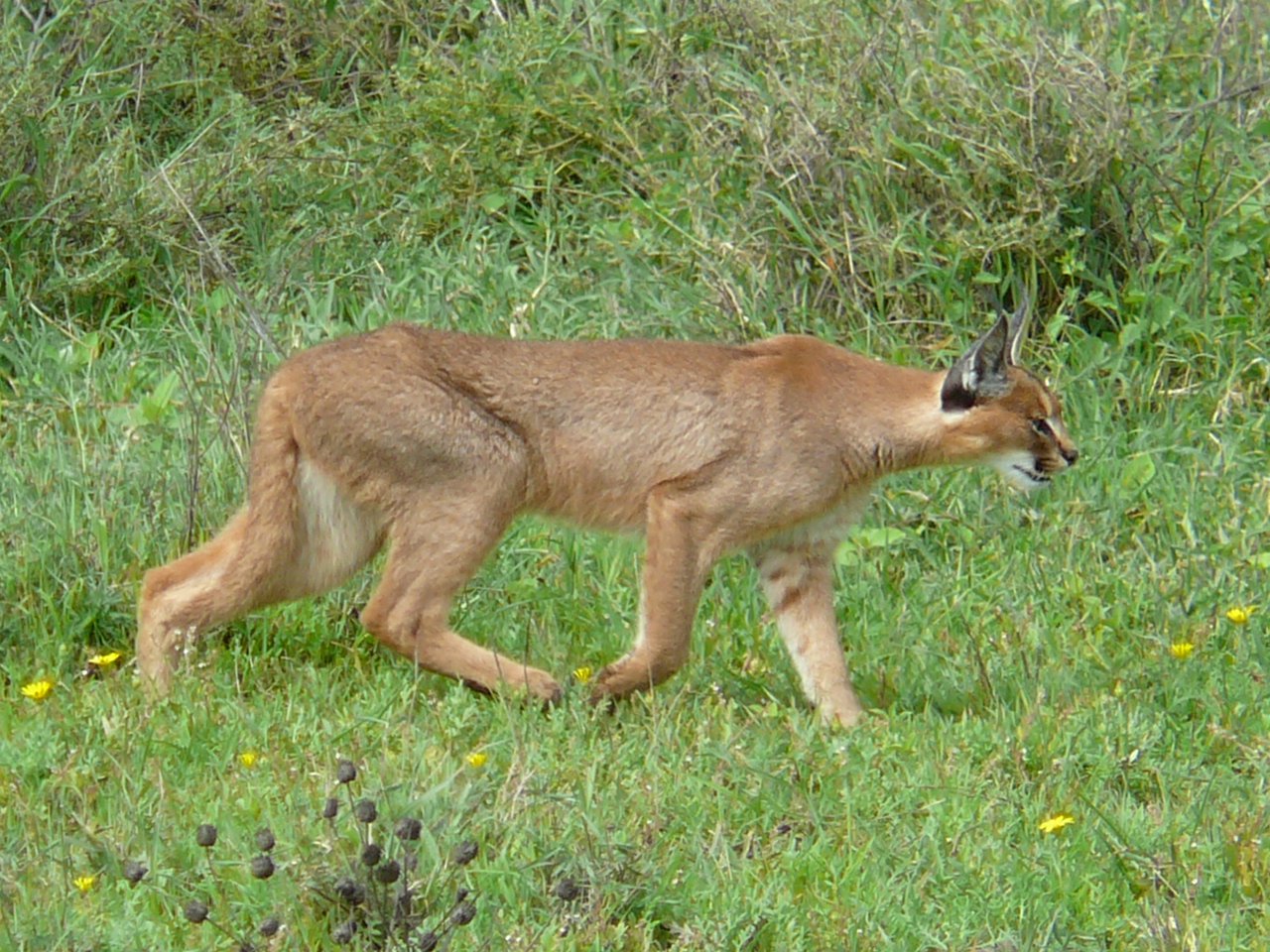 The Delicate Balance of Predator and Prey (image credits: wikimedia)