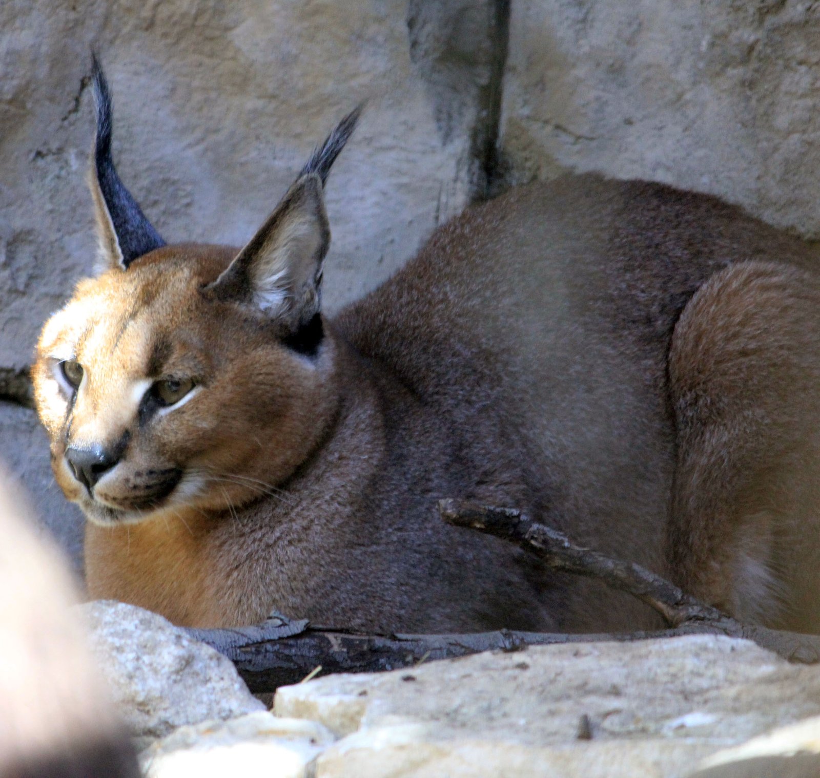 The Mystique of Desert Legends (image credits: wikimedia)