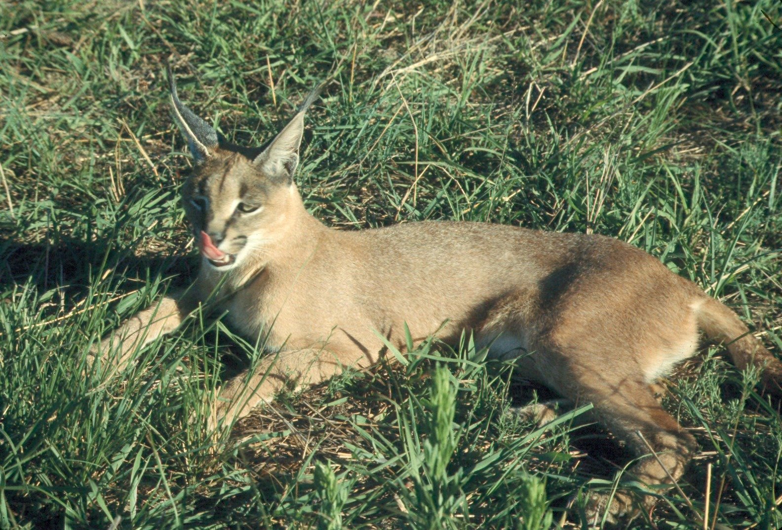Seasonal Adaptations and Behavioral Changes (image credits: wikimedia)