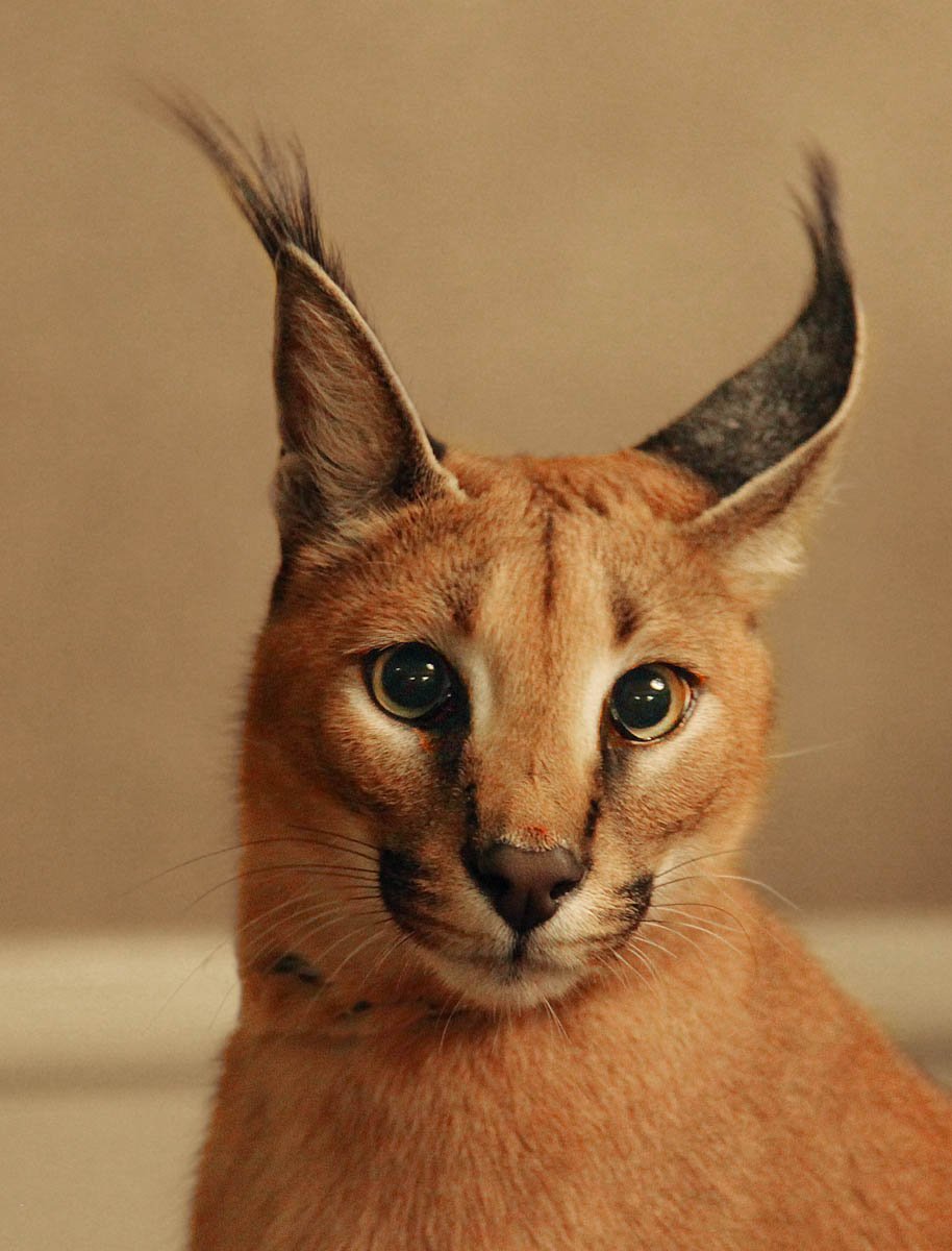 The Future of Caracal Conservation (image credits: wikimedia)