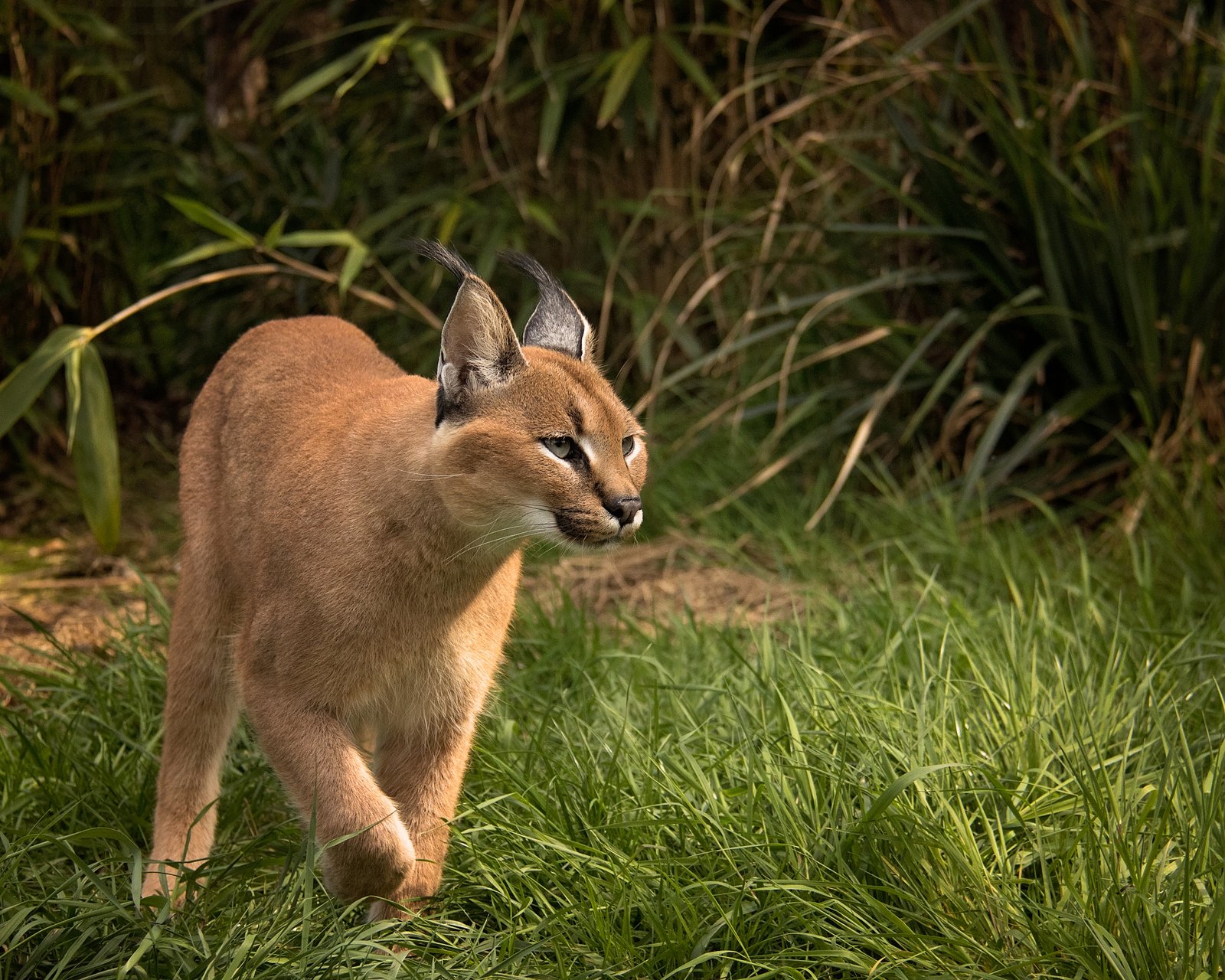 Caracals in the Modern World (image credits: wikimedia)