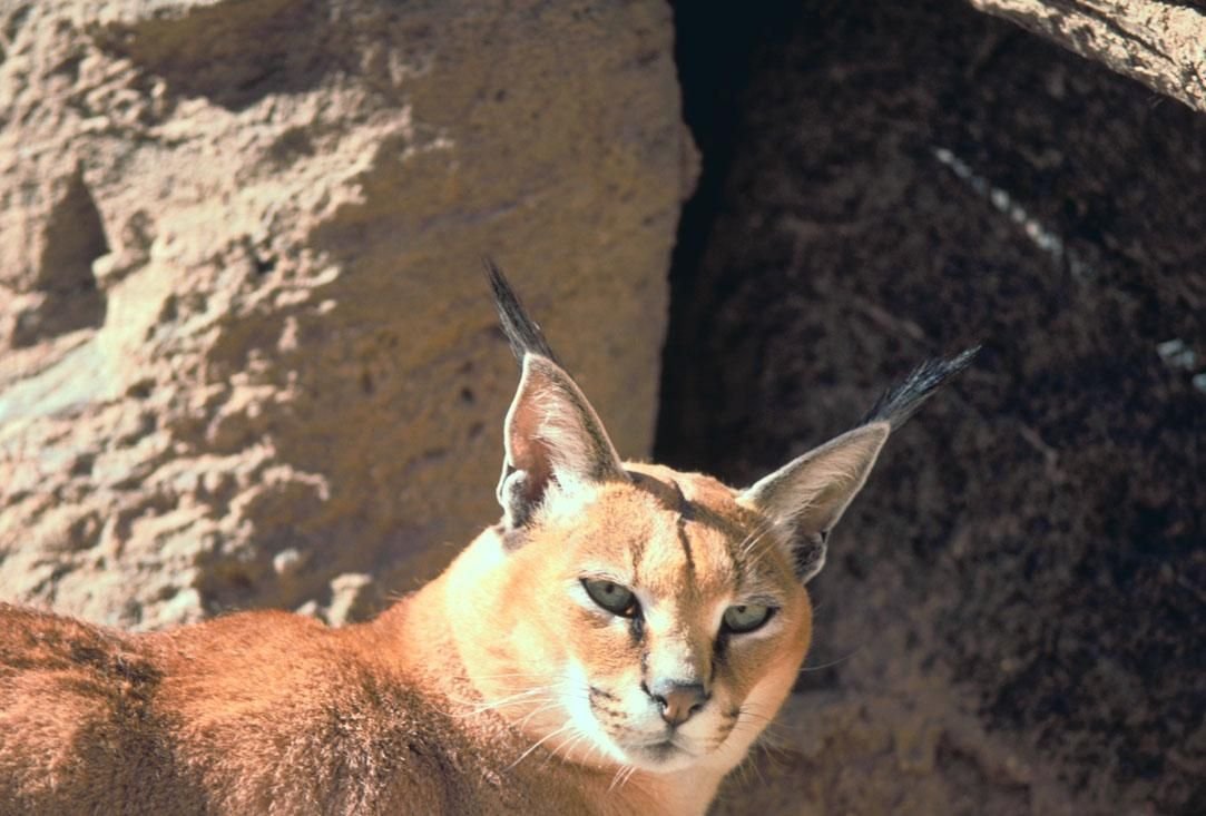 The Role of Caracals in Ecosystem Health (image credits: wikimedia)