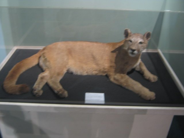 The Puma’s Place in Culture (image credits: wikimedia)
