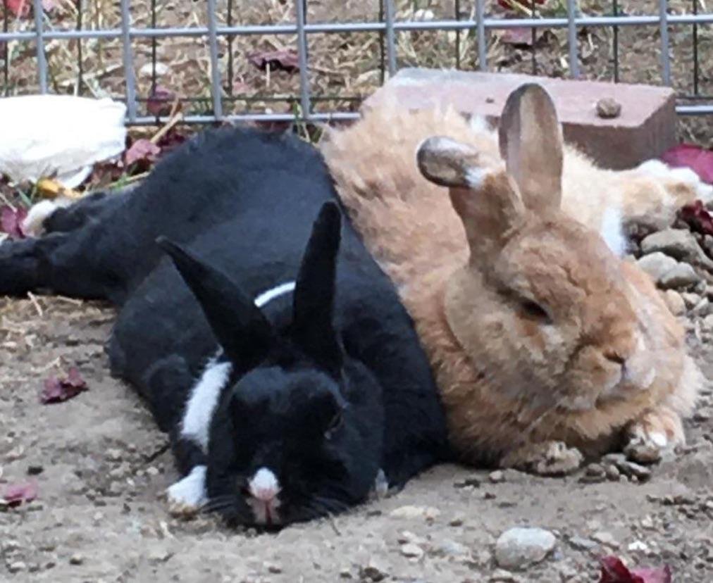 Rabbits: Fluffy Friends Who Love to Snuggle (image credits: wikimedia)