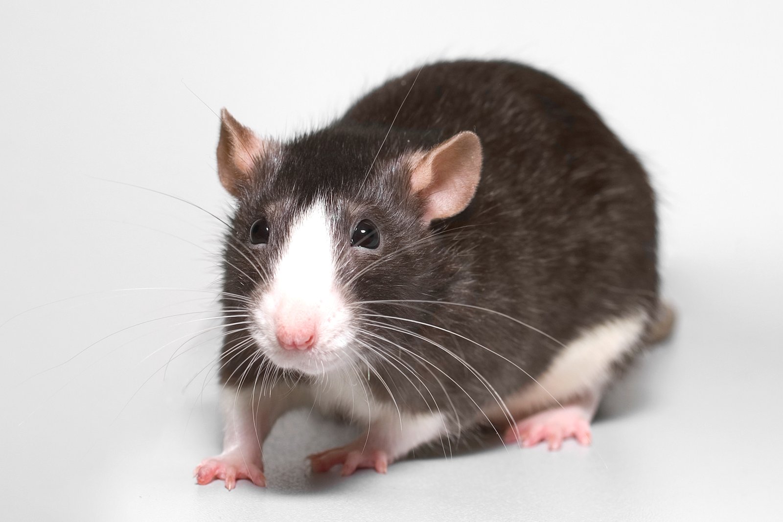 Rats: Smart, Social, and Surprisingly Sweet (image credits: wikimedia)