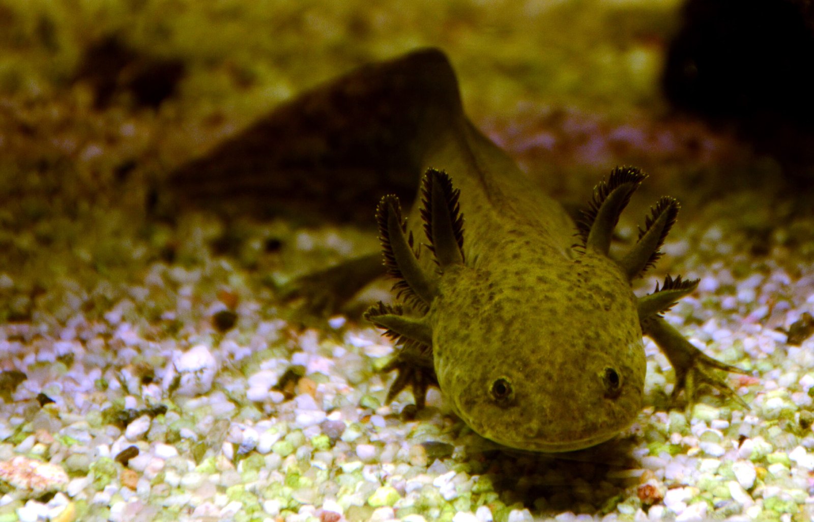 Axolotls: Quirky Aquatic Pals With Personality (image credits: wikimedia)