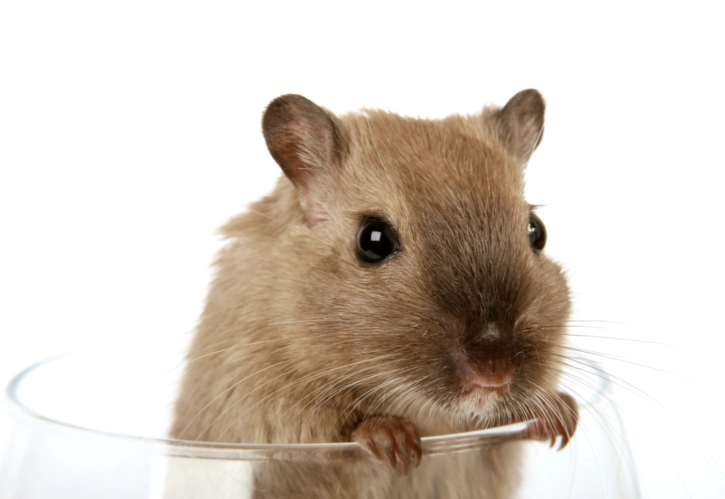 Hamsters: Tiny, Trusting Explorers (image credits: rawpixel)