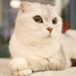 Scottish Fold: The Ear-Folding Miracle That Almost Disappeared