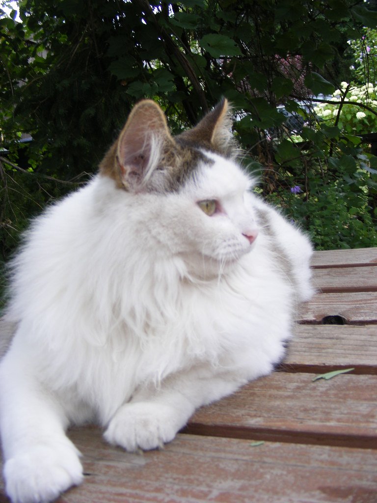 Turkish Angora: Swimming Against the Tide of Time (image credits: flickr)