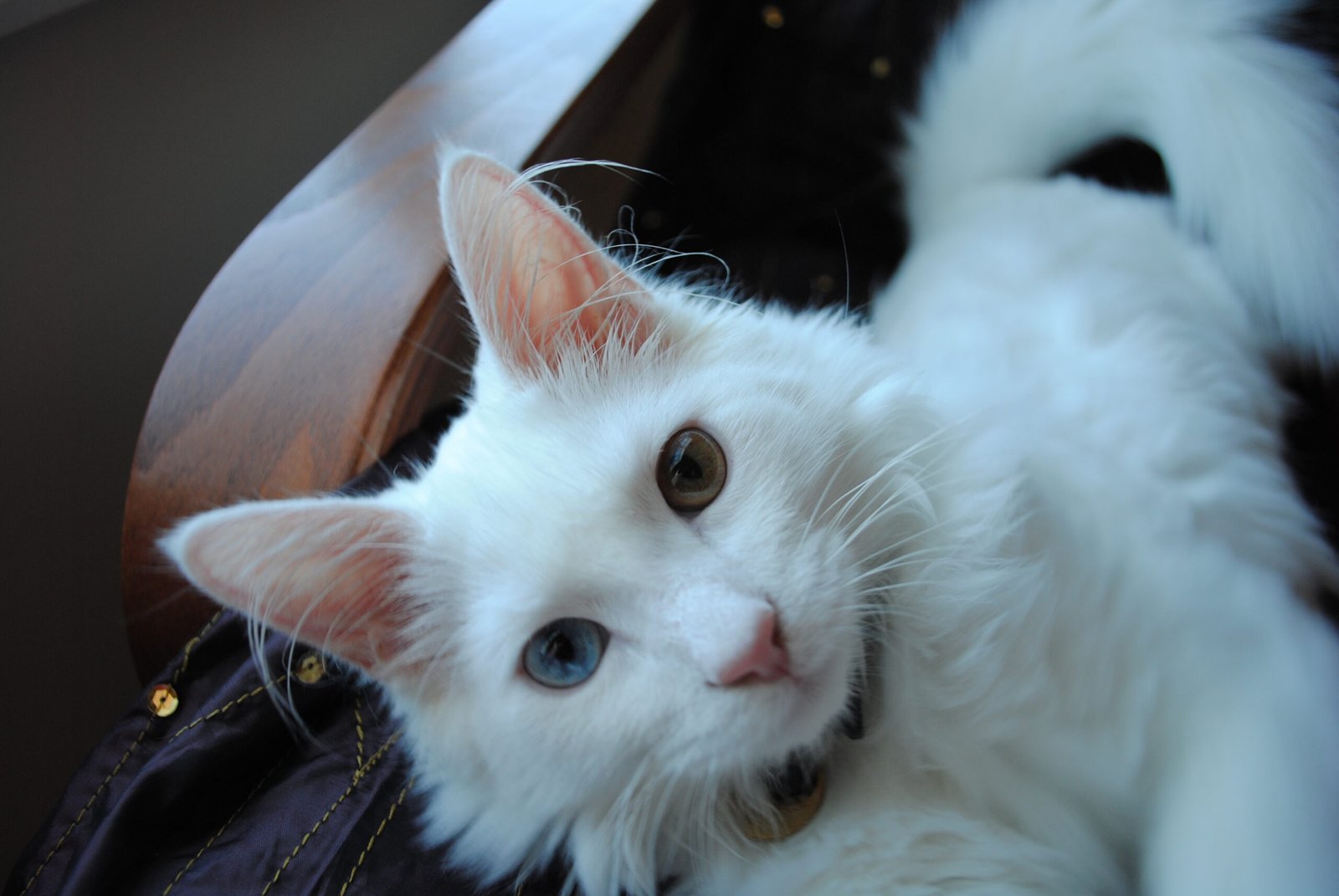 Turkish Angora: Ancient Elegance in Motion (image credits: wikimedia)