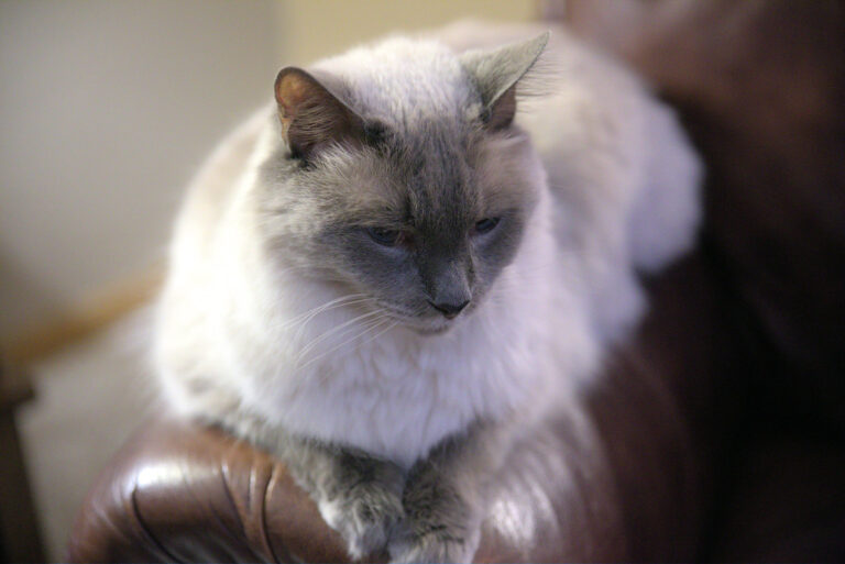 Balinese Cats: Siamese in Silk Pajamas