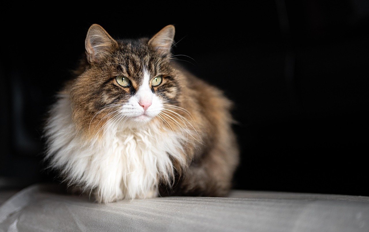 Conclusion: The Grooming Investment That Pays in Purrs (image credits: pixabay)