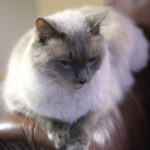 12 Long-Haired Cat Breeds That Are Worth the Grooming