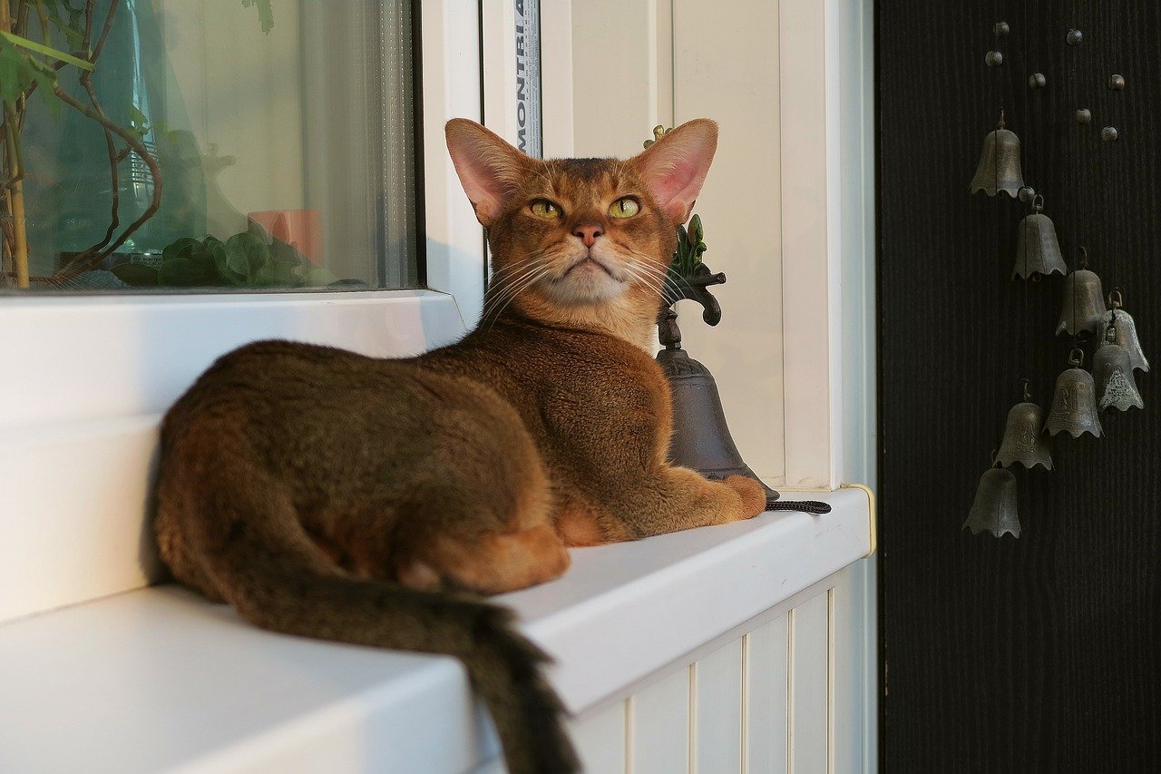 Abyssinian: The Curious Explorer with Endless Questions (image credits: pixabay)