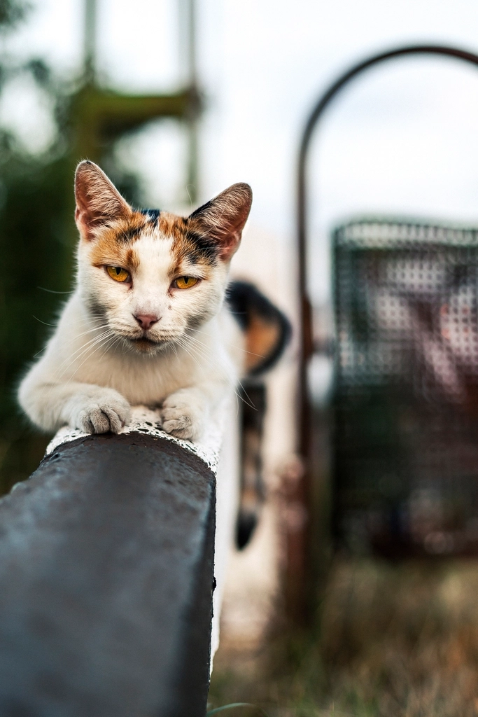 Training Sessions: Yes, Cats Can Learn Complex Tricks (image credits: rawpixel)