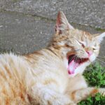 Signs Your Smart Cat Is Bored and Needs More Challenge