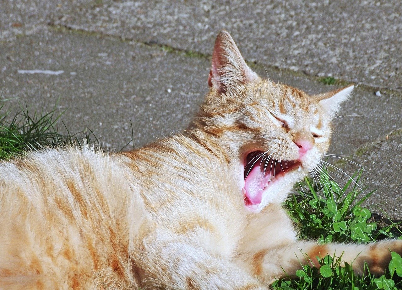 Signs Your Smart Cat Is Bored and Needs More Challenge