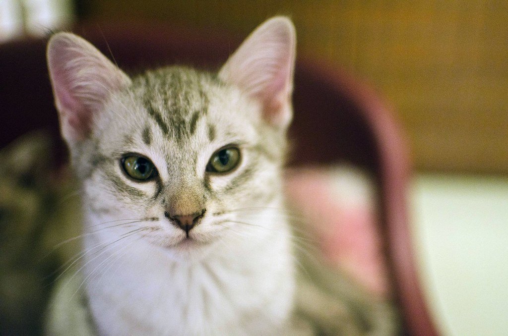 Conclusion: Finding Your Perfect Feline Ambassador (image credits: flickr)