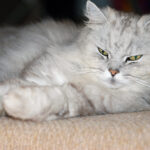 Persian Cats Love Being Your Couch Companion